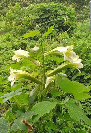 a0018655_11114232.jpg