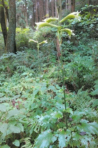 a0018655_11115695.jpg