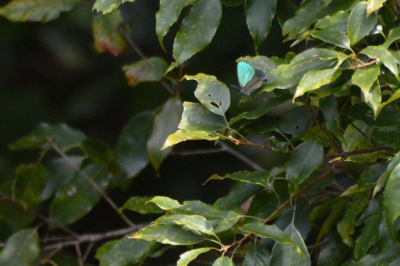 c0043361_932222.jpg