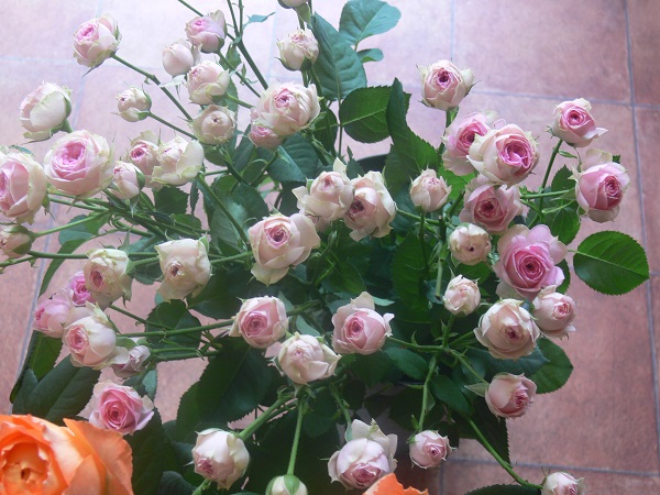 e0140986_1346575.jpg