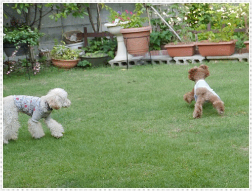 b0175688_21441440.gif