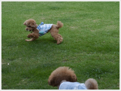 b0175688_21494231.gif