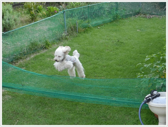 b0175688_22003371.gif
