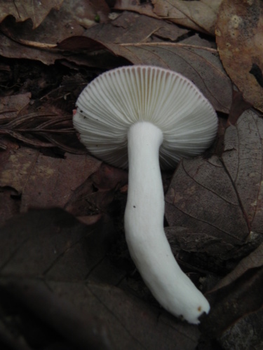 e0352220_23410004.jpg