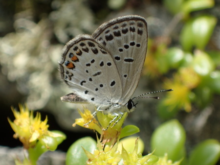 c0353632_11374848.jpg