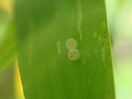 c0353632_11413868.jpg