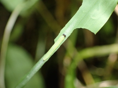 c0353632_11415390.jpg