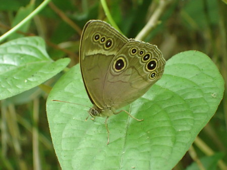 c0353632_11423222.jpg