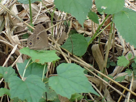 c0353632_11425007.jpg