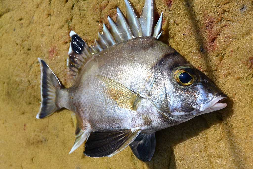 a0248152_17344667.jpg
