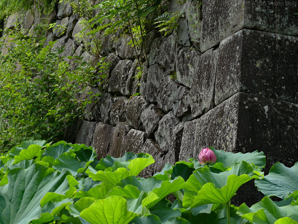 d0100156_15531749.jpg