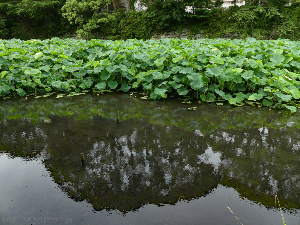d0100156_15564545.jpg