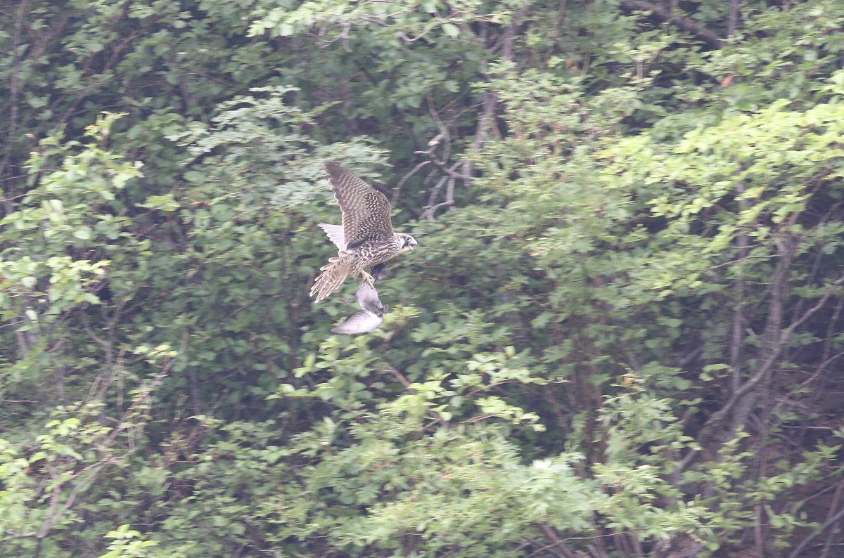 f0347565_17404659.jpg