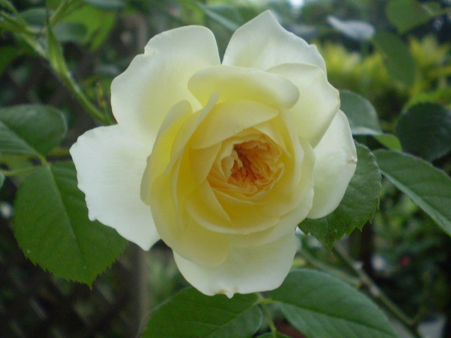 a0135990_2155410.jpg