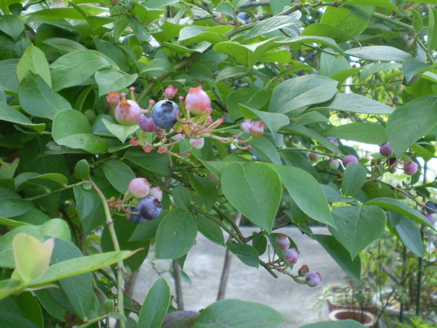 a0135990_21582812.jpg