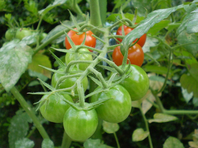 a0135990_21584345.jpg