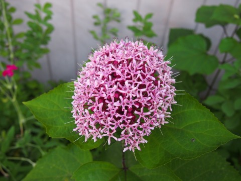c0117007_22264780.jpg
