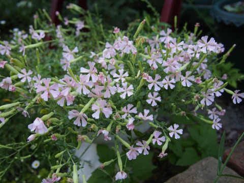 c0117007_2234761.jpg