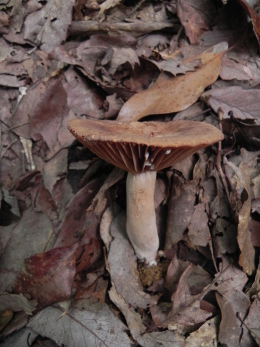 e0352220_00024244.jpg