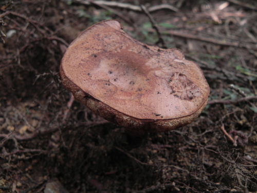 e0352220_00084424.jpg