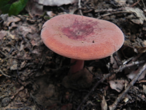 e0352220_00134681.jpg