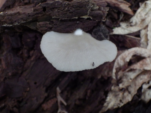 e0352220_00265113.jpg