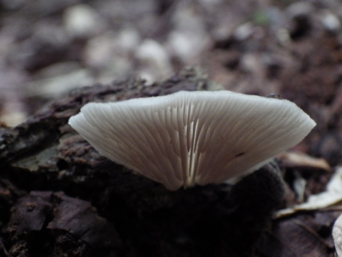e0352220_00273314.jpg