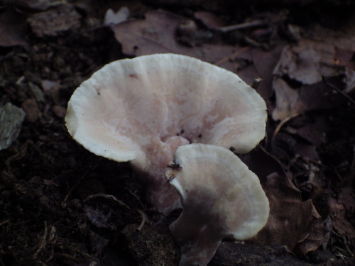 e0352220_00285481.jpg