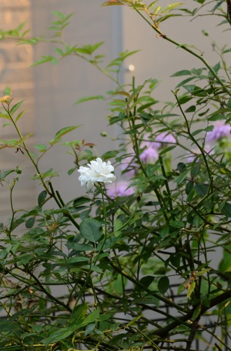 c0186463_05293.jpg