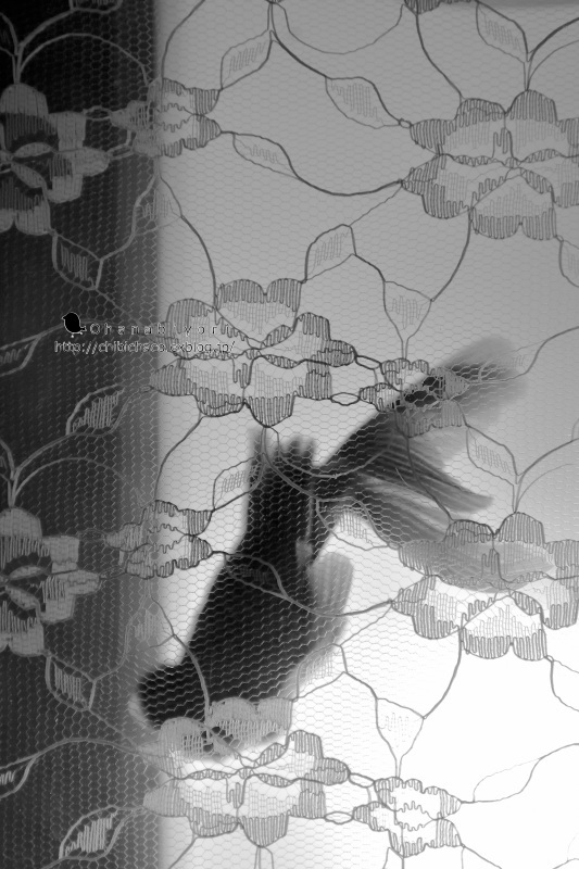 c0319774_13125063.jpg