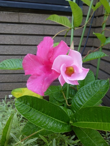 a0053480_03541556.jpg