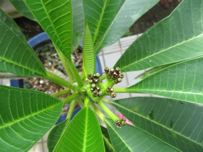 c0125501_935534.jpg