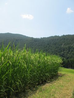 a0054948_845399.jpg