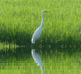 f0357487_20541897.gif