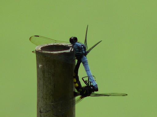 c0032138_2010414.jpg