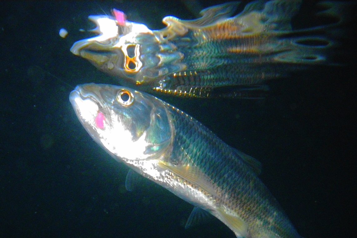 e0123808_23393656.jpg