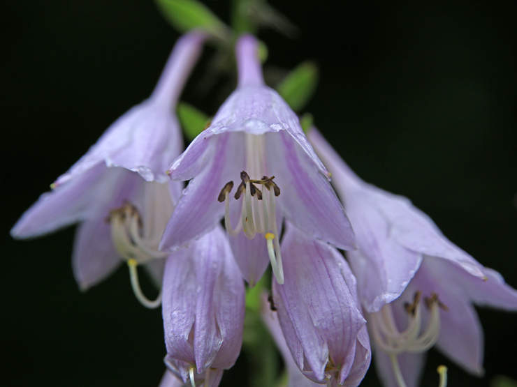 c0104227_1165151.jpg