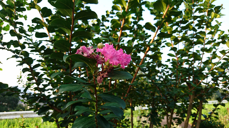 e0305733_1054219.jpg