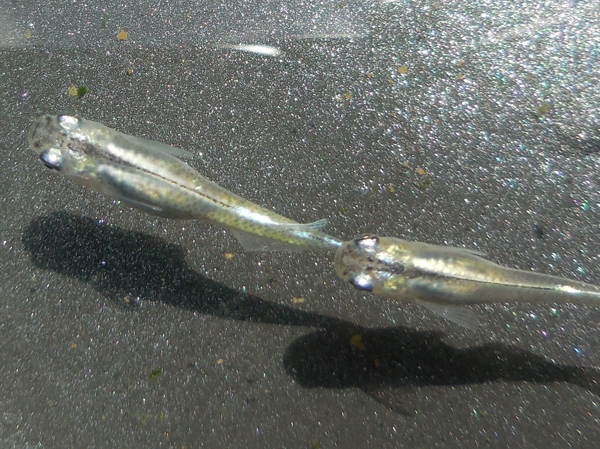 e0097534_17163164.jpg
