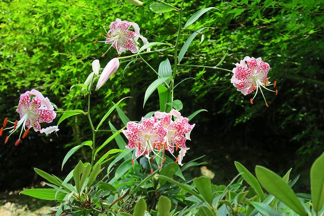 a0242438_2148662.jpg