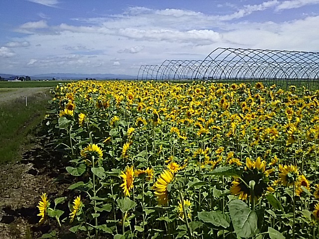 f0316507_15032262.jpg