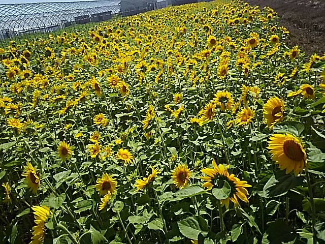 f0316507_15033569.jpg