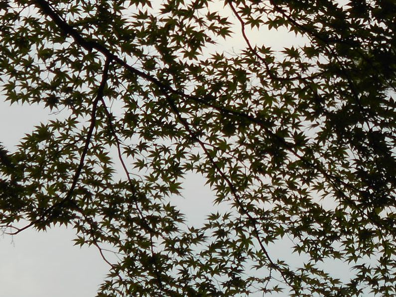 f0088731_913170.jpg