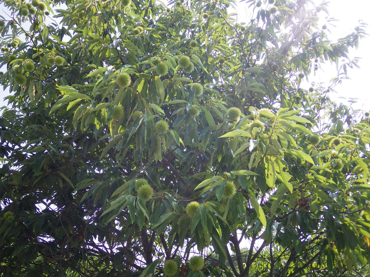 c0300035_9271697.jpg