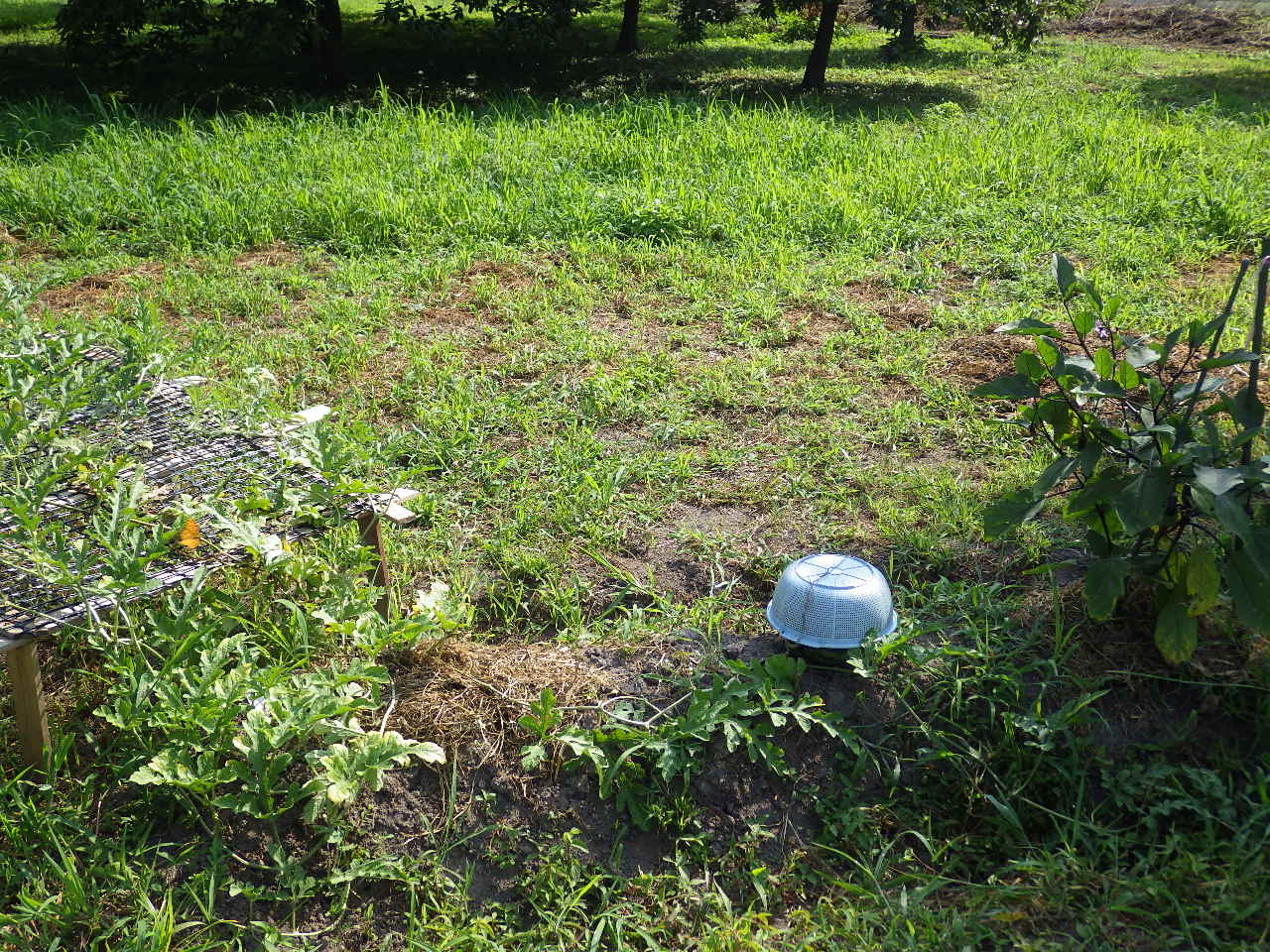 c0300035_9274694.jpg