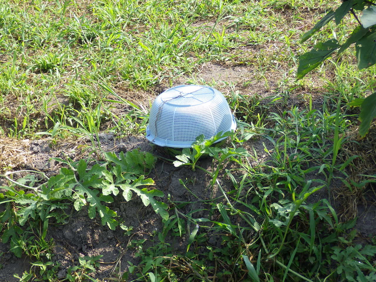 c0300035_9275511.jpg