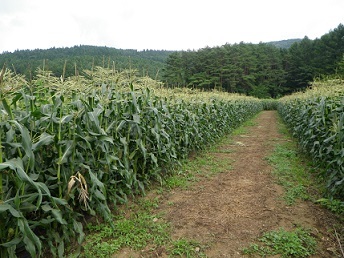 b0312438_11560075.jpg