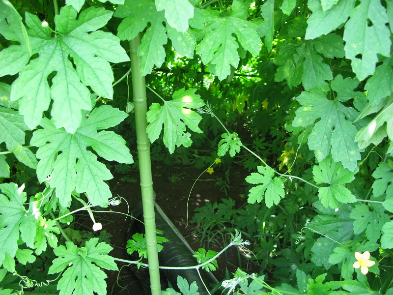 d0333943_551224.jpg