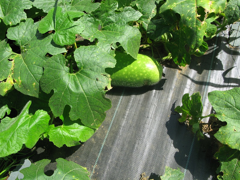 d0333943_62795.jpg