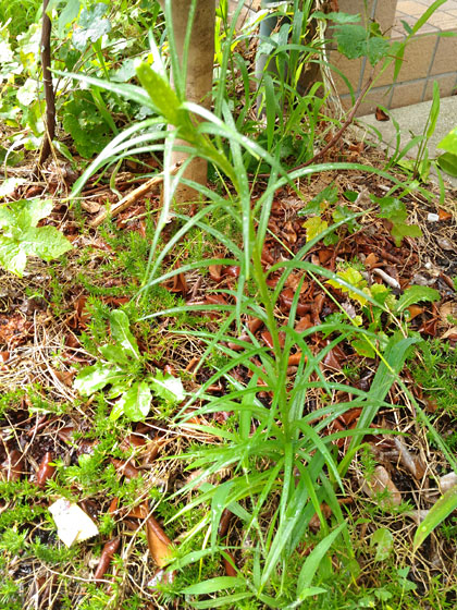 c0335348_07217.jpg